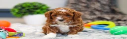 Cavapoo dogs for sale: Austin - Ad 10