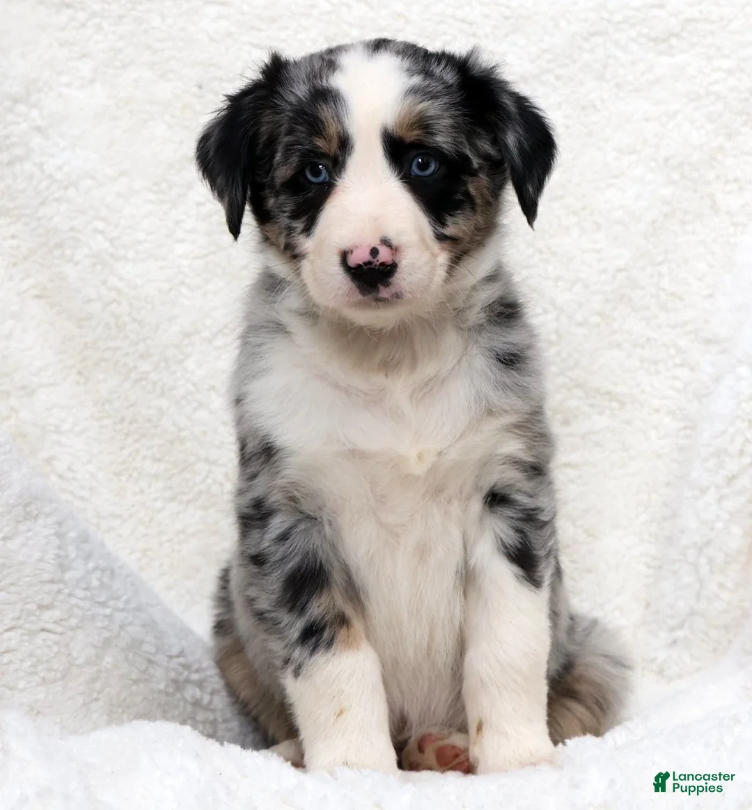 Miniature Australian Shepherd dogs for sale: Howey - Ad 2