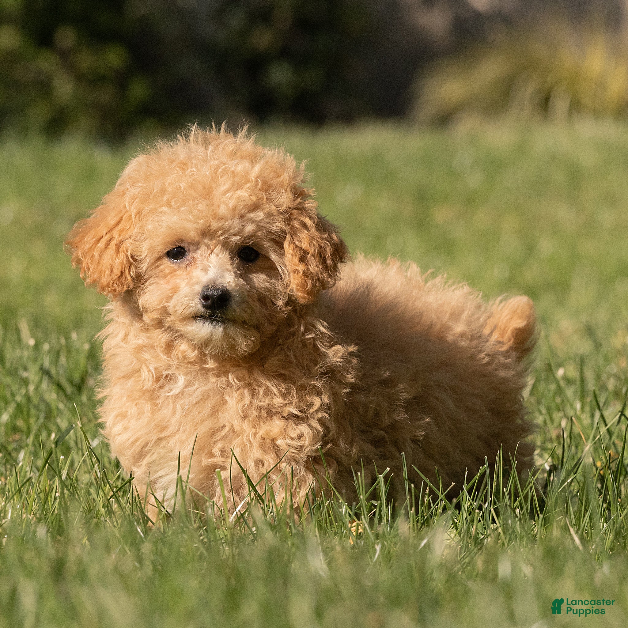 Maltipoo dogs for sale: Minnie Maltipoo  - Ad 1