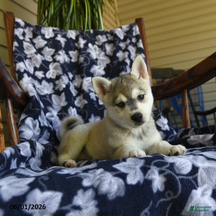 Alaskan Klee Kai dogs Martha - Ad 2