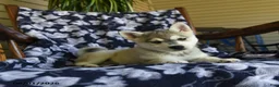 Alaskan Klee Kai dogs for sale: Martha - Ad 2