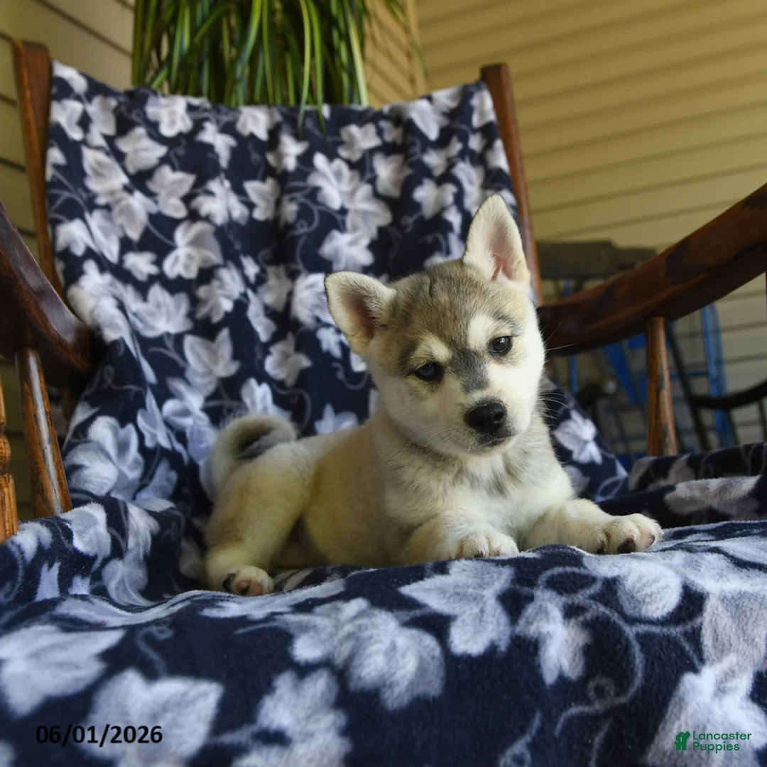 Alaskan Klee Kai dogs for sale: Martha - Ad 2