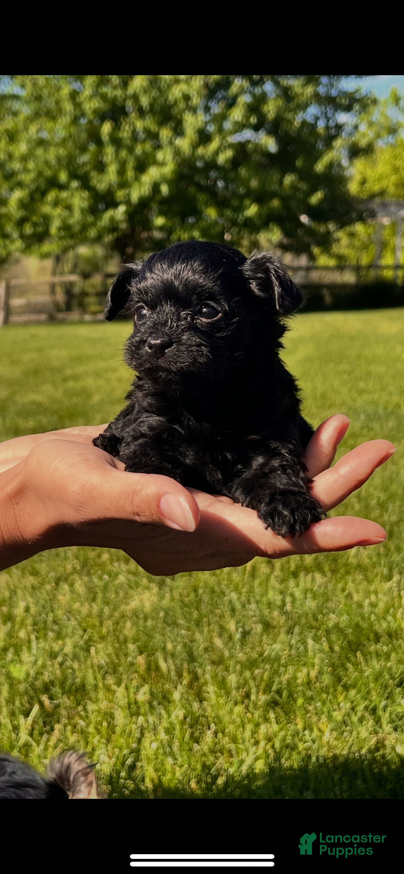 Morkie dogs Sister Bear - Ad 1
