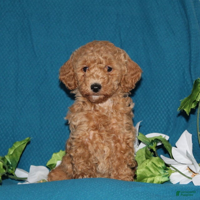 Mini Goldendoodle dogs Tucker  - Ad 1