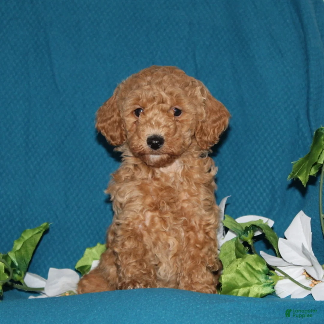Mini Goldendoodle dogs for sale: Tucker  - Ad 1