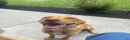 Mixed Breed dogs for sale: Mixed Breed Puppy 7 - Ad 2