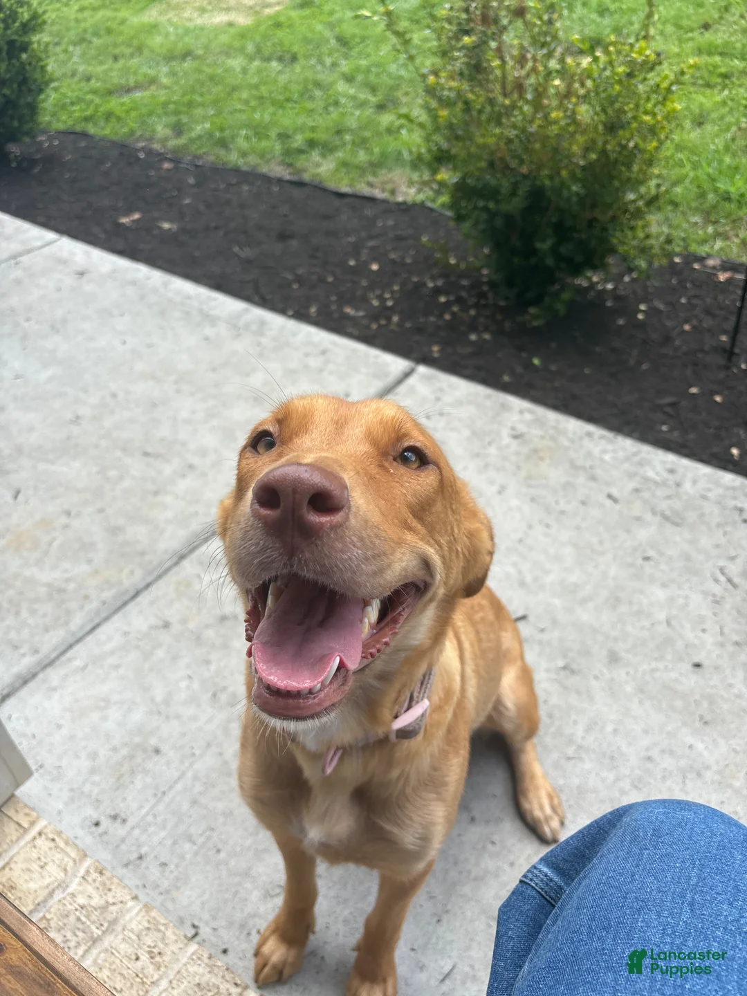 Mixed Breed dogs for sale: Mixed Breed Puppy 7 - Ad 2
