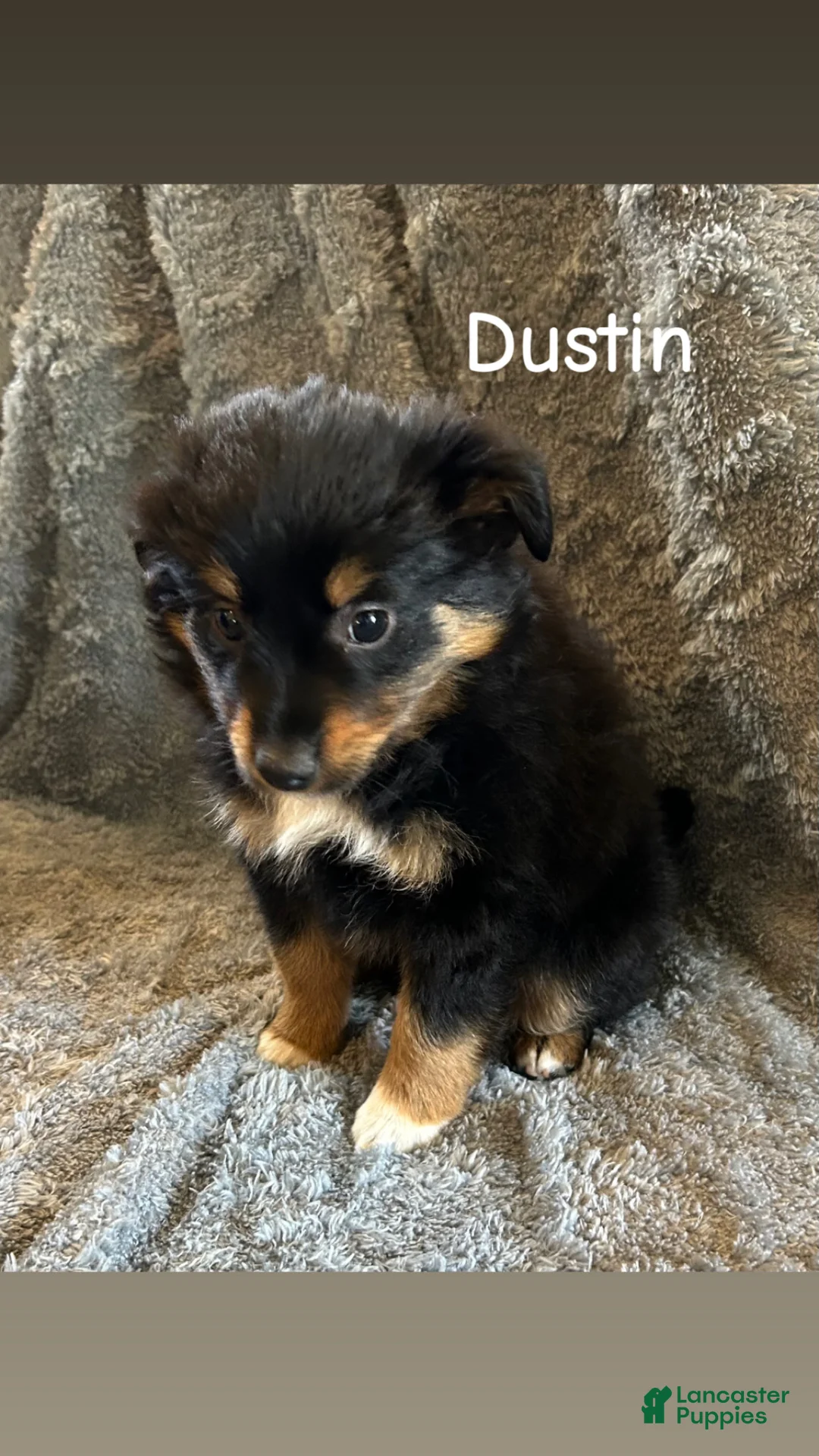 Miniature Australian Shepherd dogs for sale: Dustin - Ad 2