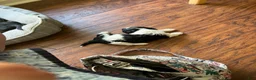 Mixed Breed dogs for sale: Gizmo - Ad 3