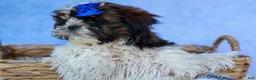 Shih Tzu dogs for sale: RANDY - Ad 12