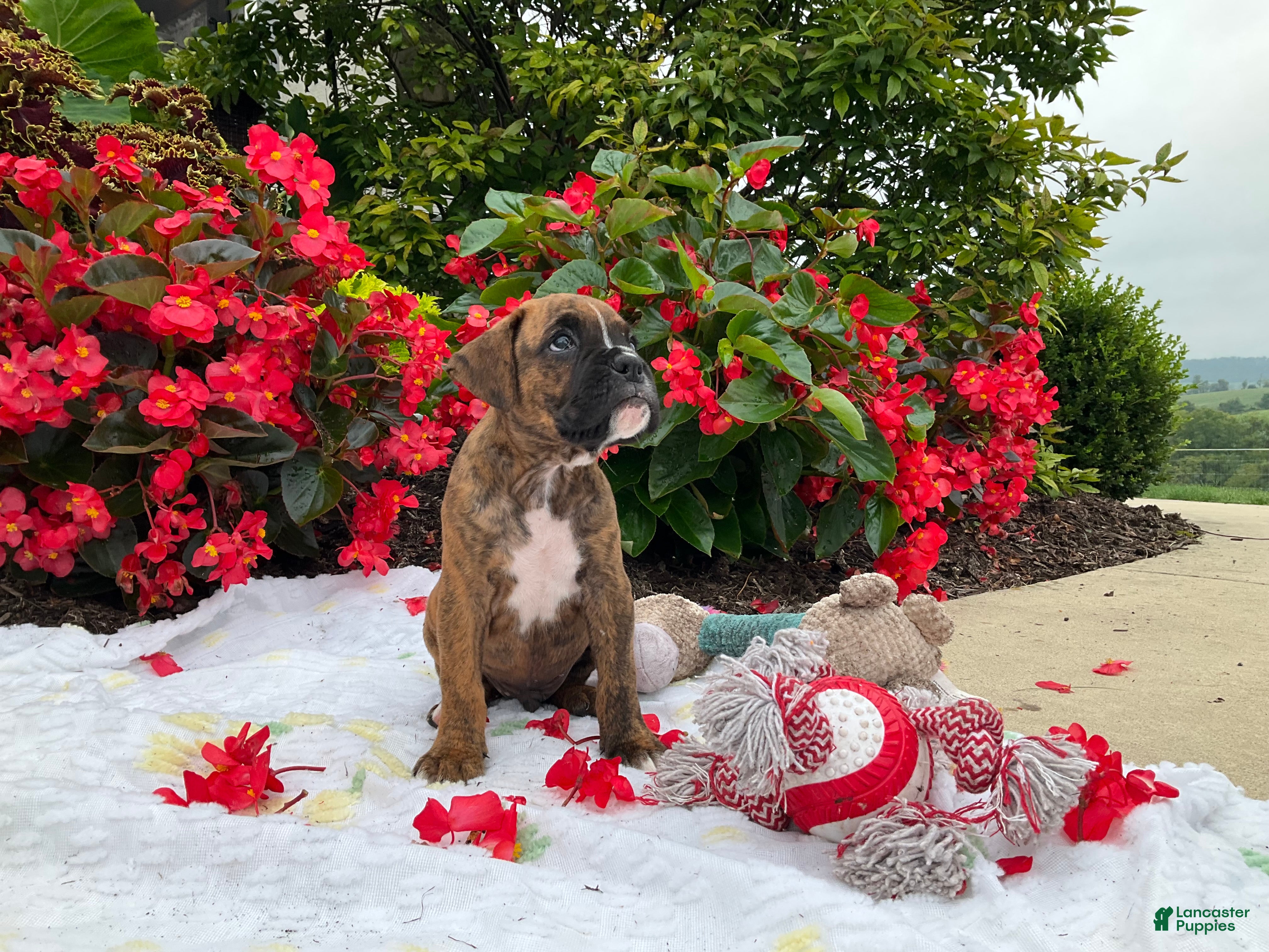 Boxer dogs Granger - Ad 2