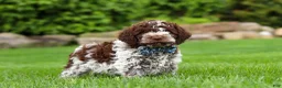 Lagotto Romagnolo dogs for sale: Cash - Ad 5