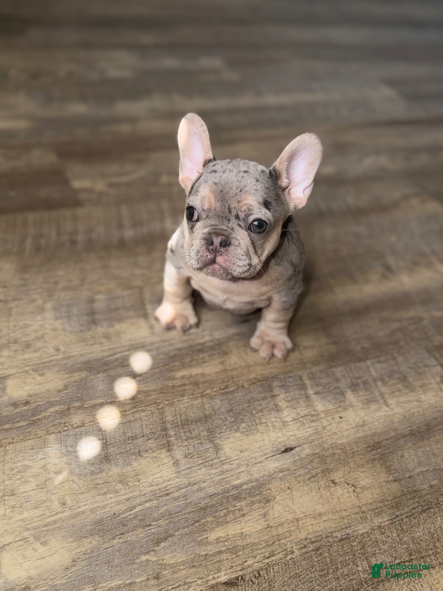 French Bulldog dogs Blue and tan merle - Ad 2