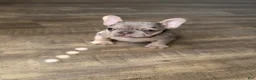 French Bulldog dogs for sale: Blue and tan merle - Ad 2
