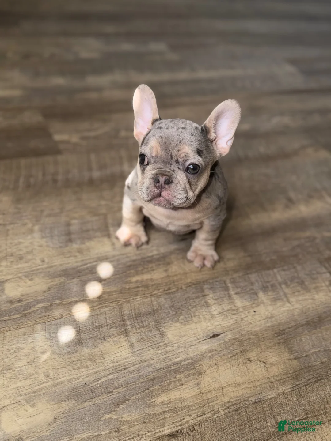 French Bulldog dogs for sale: Blue and tan merle - Ad 2