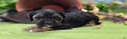 Cockapoo dogs for sale: Batty - Ad 26