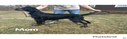 Gordon Setter dogs for sale: Teal Girl - Ad 2
