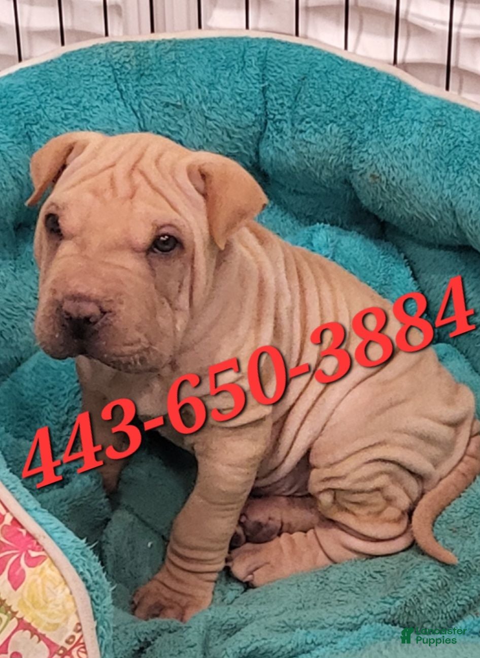 Shar Pei dogs Monkey  - Ad 1