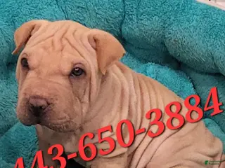 Shar Pei dogs Monkey - Ad 1