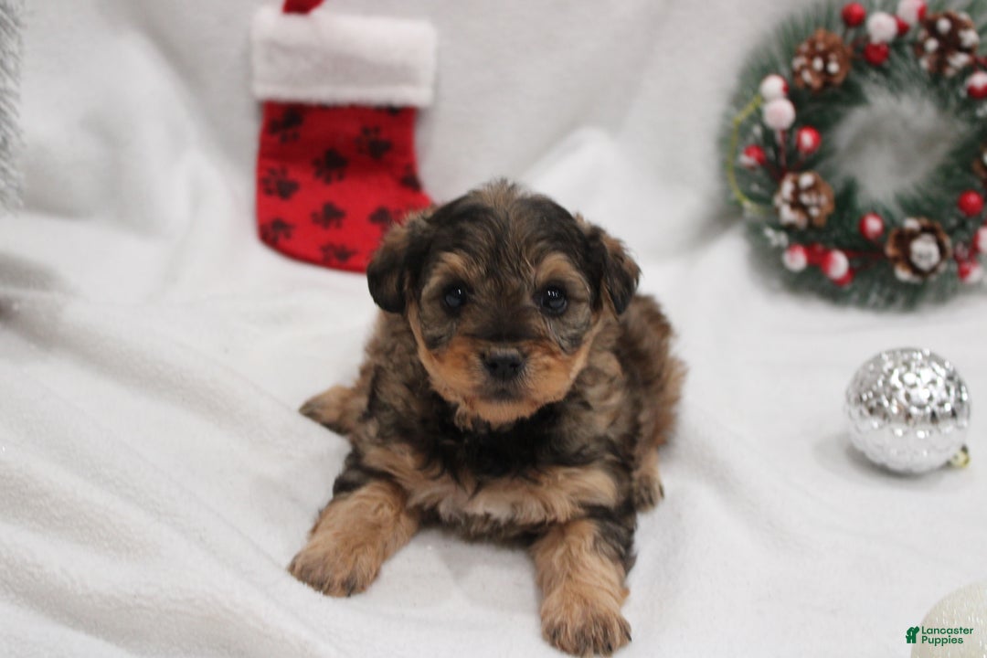 Yorkiepoo dogs for sale: Max - Ad 1