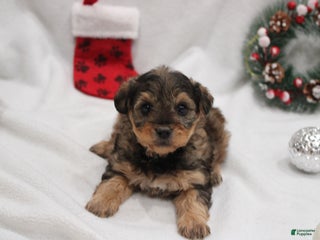 Yorkiepoo dogs Max - Ad 25