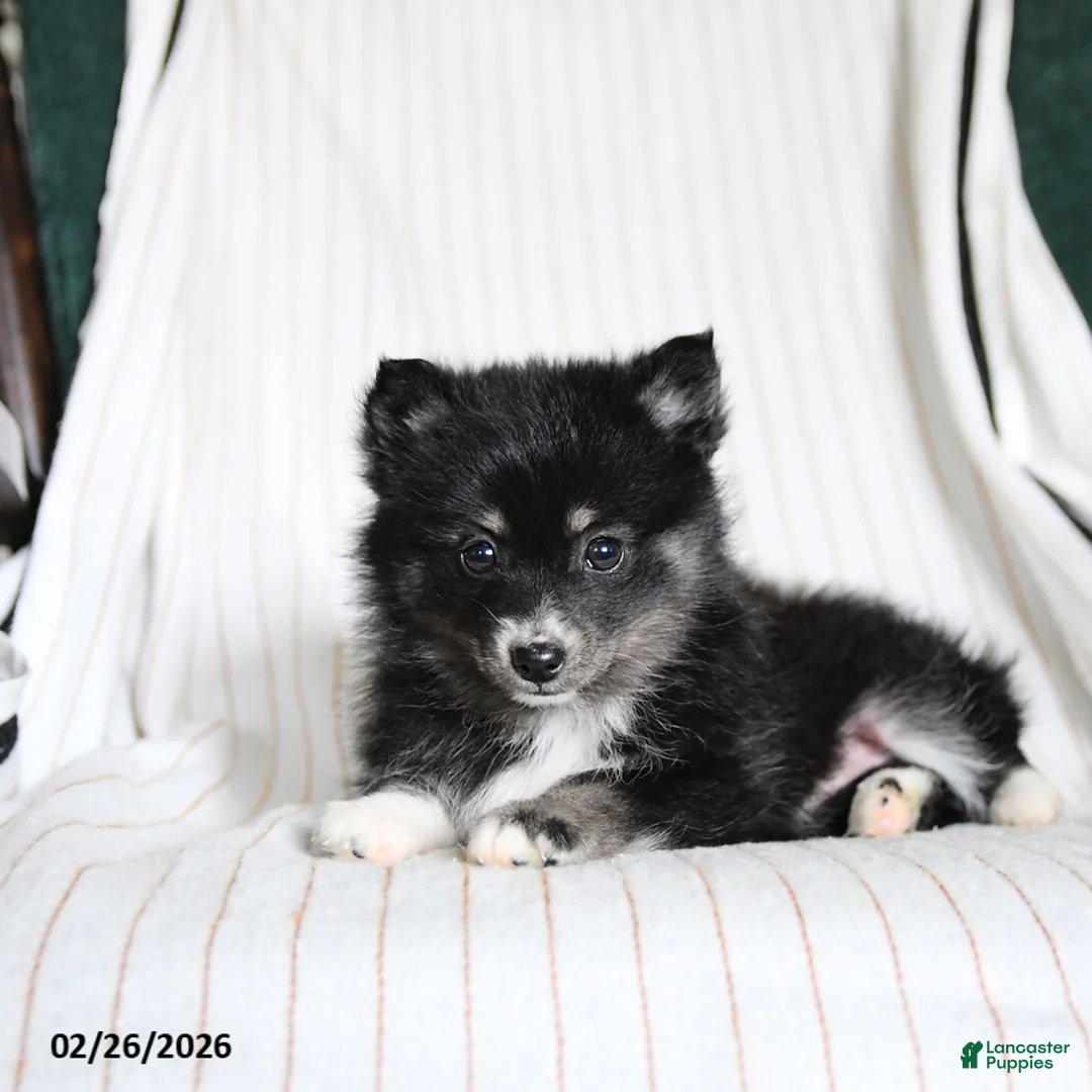 Pomsky dogs for sale: Penny - Ad 1