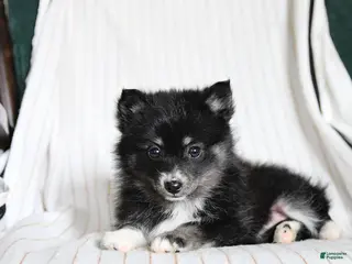 Pomsky dogs for sale: Penny - Ad 2