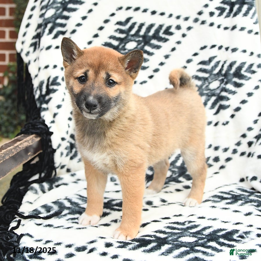 Shiba Inu dogs Nellie - Ad 18