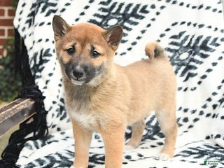 Shiba Inu dogs Nellie - Ad 33