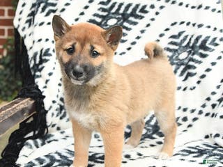 Shiba Inu dogs Nellie - Ad 15