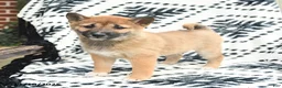 Shiba Inu dogs for sale: Nellie - Ad 1