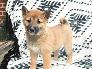 Shiba Inu dogs Nellie - Ad 11