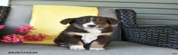 Australian Shepherd dogs for sale: Remi  - Ad 2