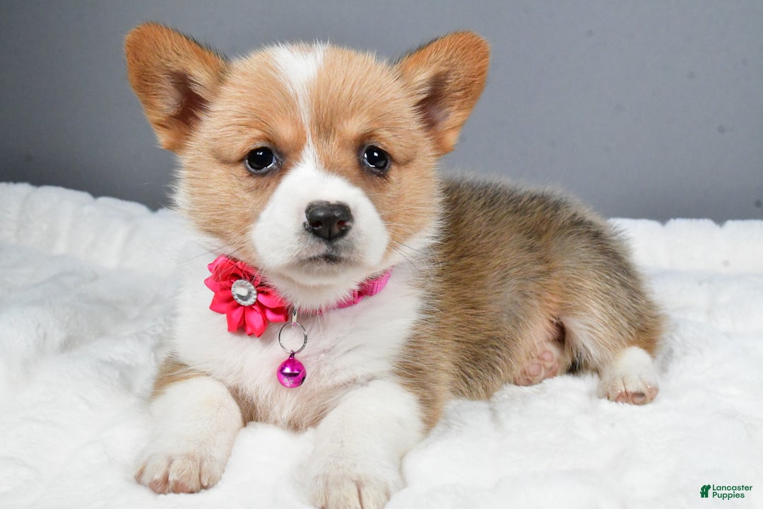 Welsh Corgi Pembroke dogs for sale: Bell - Ad 2