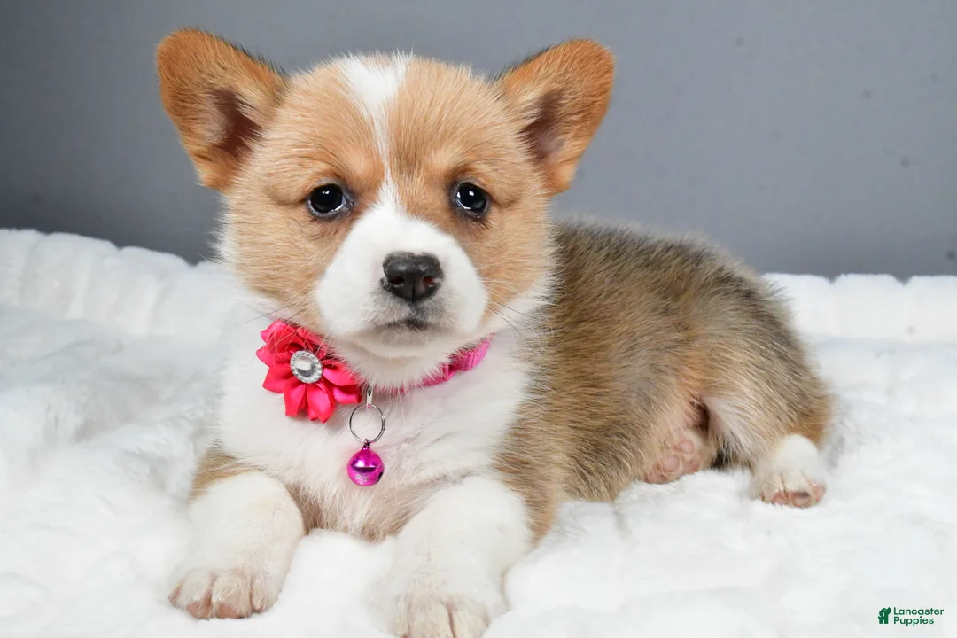 Welsh Corgi Pembroke dogs for sale: Bell - Ad 2