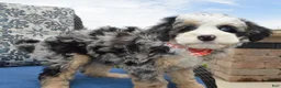 Mini Bernedoodle dogs for sale: Bella - Ad 11