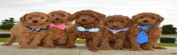 Mini Goldendoodle dogs for sale: Mini Gigi - Ad 21