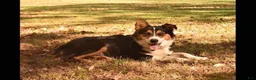 Australian Shepherd dogs for sale: Dandy - Ad 5