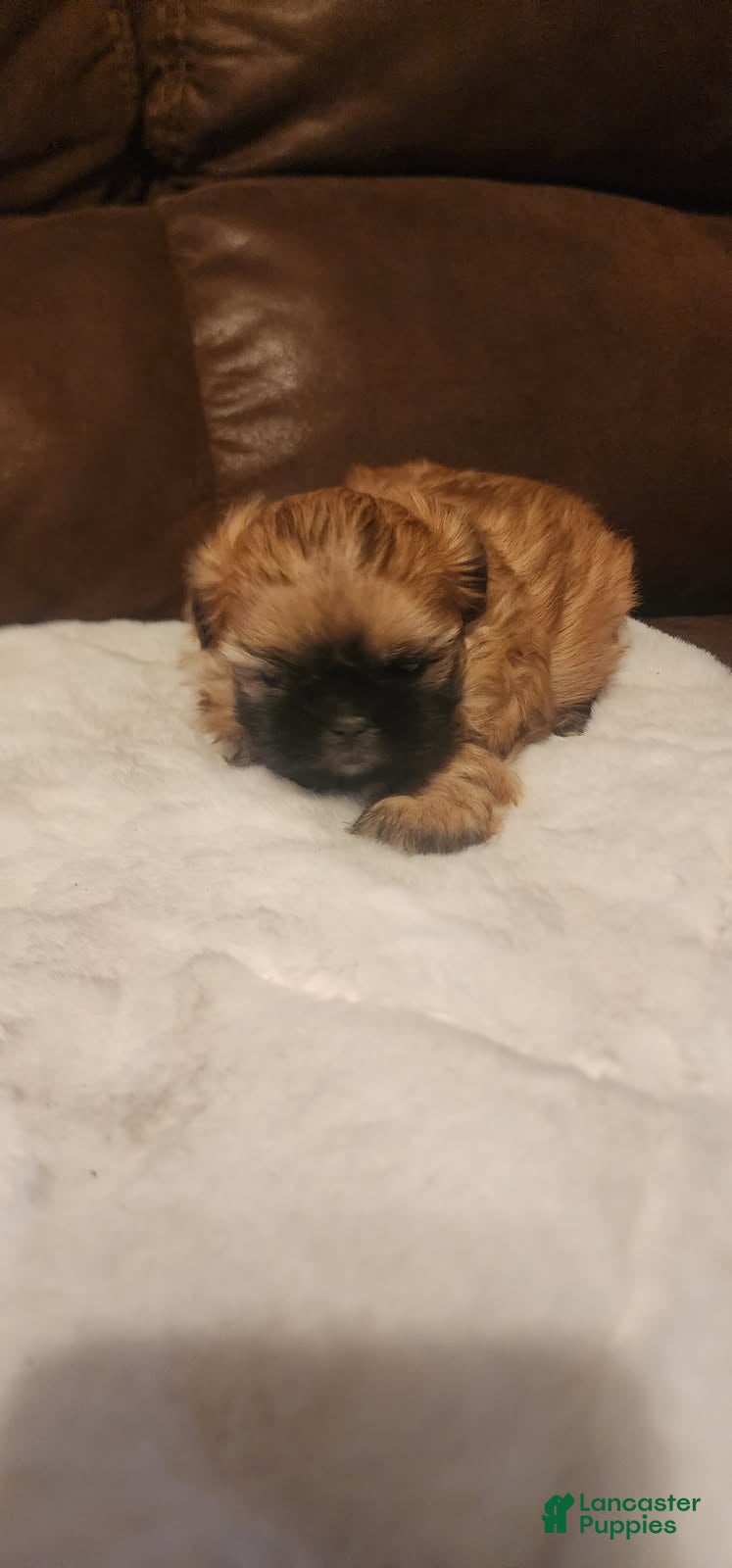Shih Tzu dogs Dakota - Ad 2