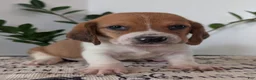 Mixed Breed dogs for sale: Pete - Ad 3