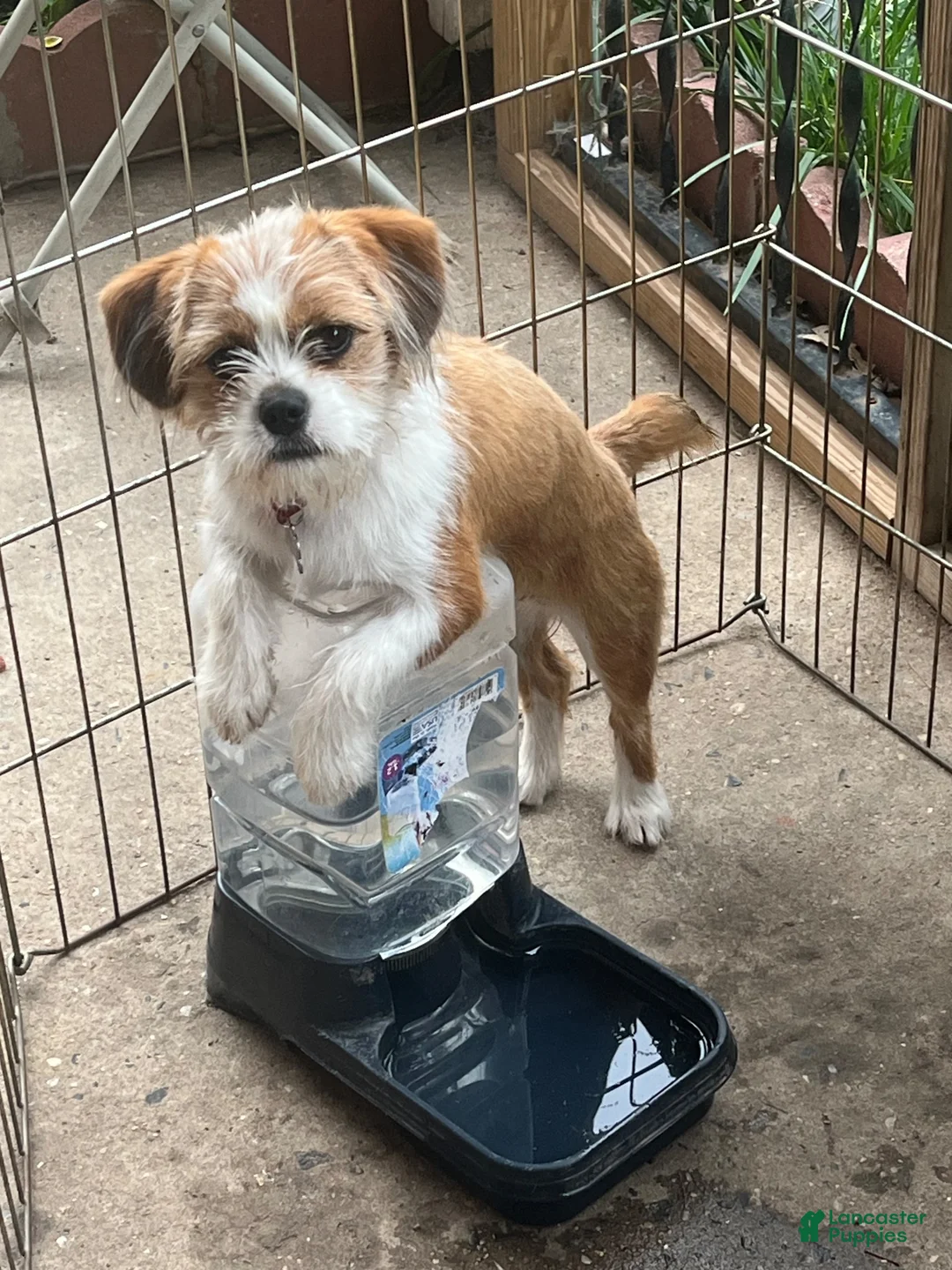 Mixed Breed dogs for sale: Meet Rosie, Sweet, Loving & Playful 5-Month-Old Puppy 🐶 - Ad 2