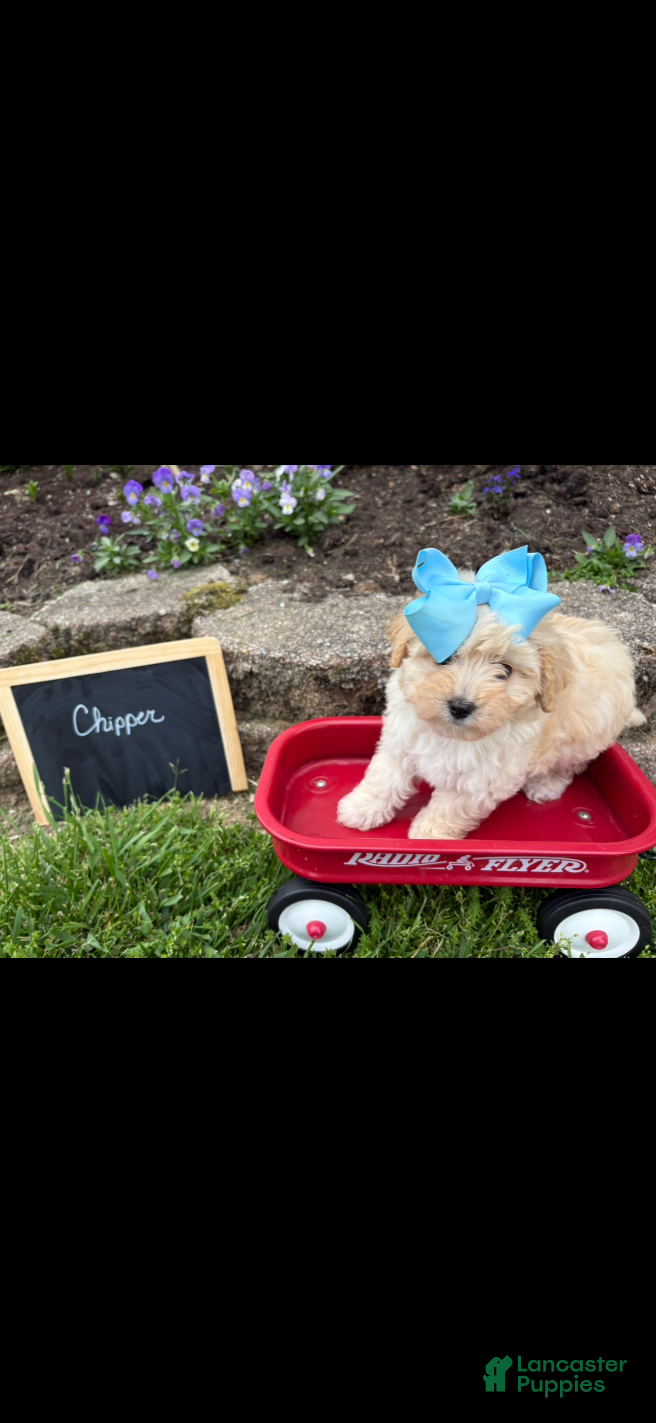 Maltipoo dogs Chipper - Ad 2