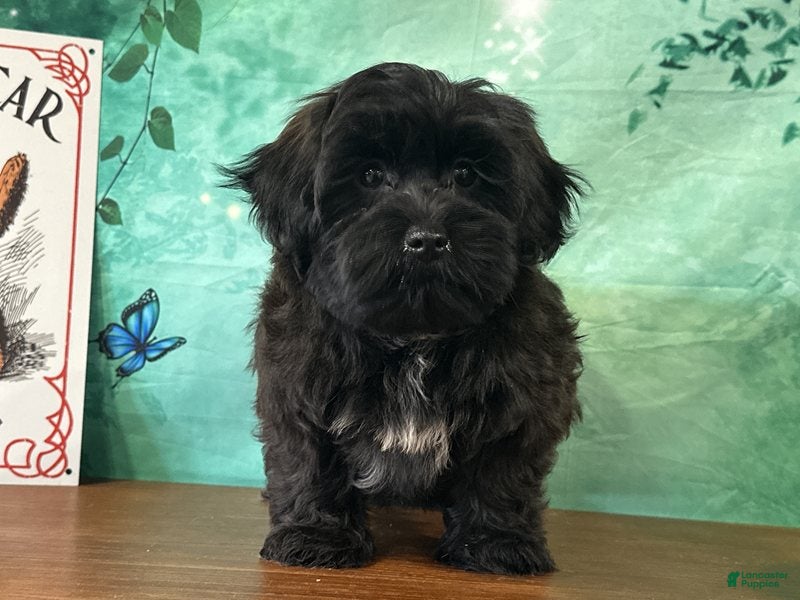 Teddy Bear dogs Hank - Ad 2