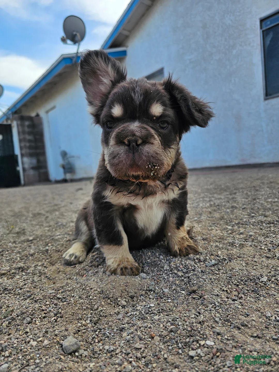 French Bulldog dogs for sale: French Bulldog Puppy 1 - Ad 1