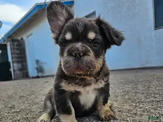 French Bulldog dogs for sale: French Bulldog Puppy 1 - Ad 1