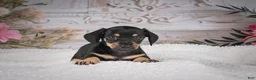 Miniature Dachshund dogs for sale: AKC-Milly - Ad 9