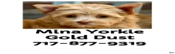 Yorkshire Terrier dogs for sale: Mina - Ad 2