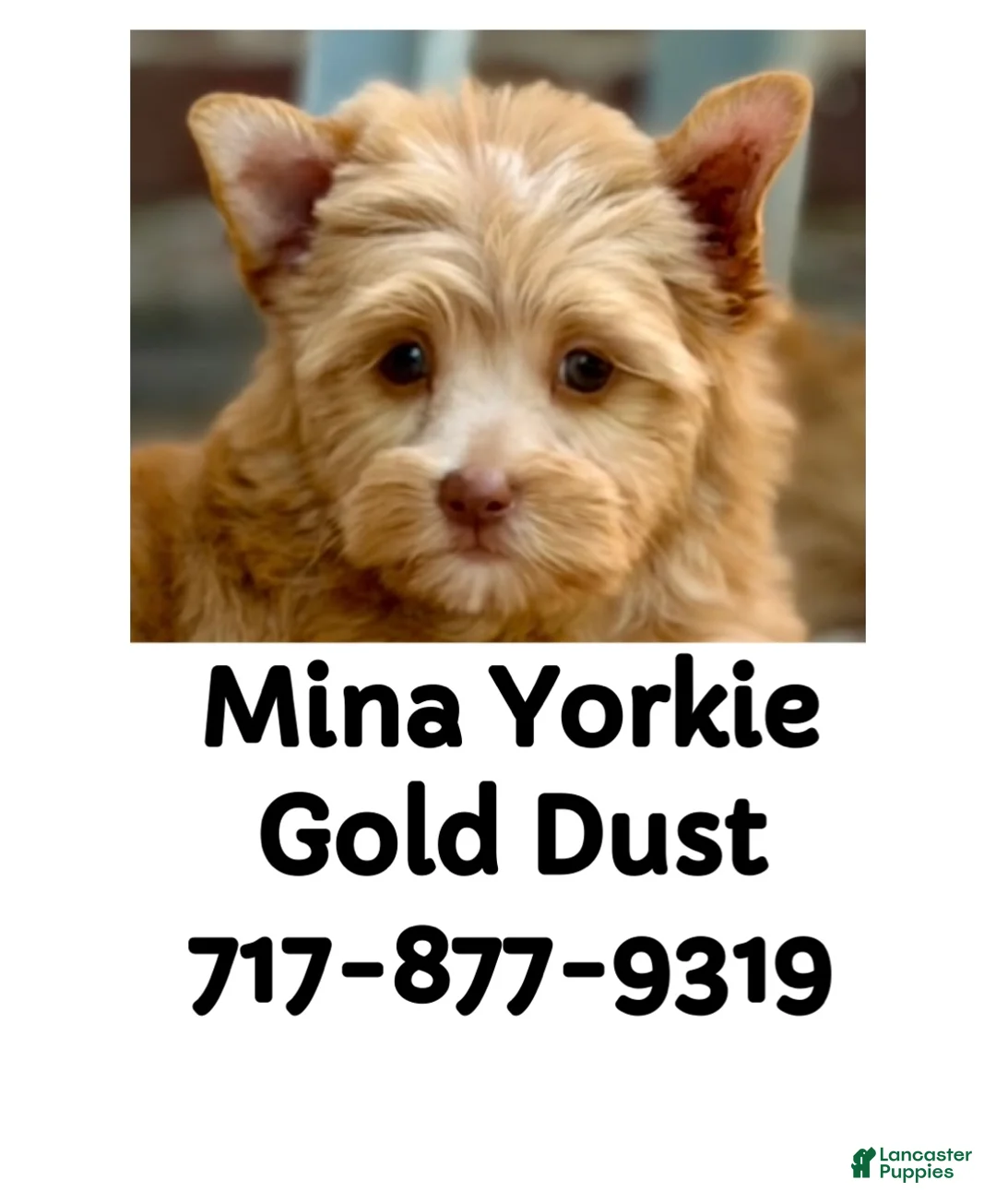 Yorkshire Terrier dogs for sale: Mina - Ad 2