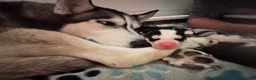 Siberian Husky dogs for sale: Roque Knight - Ad 8