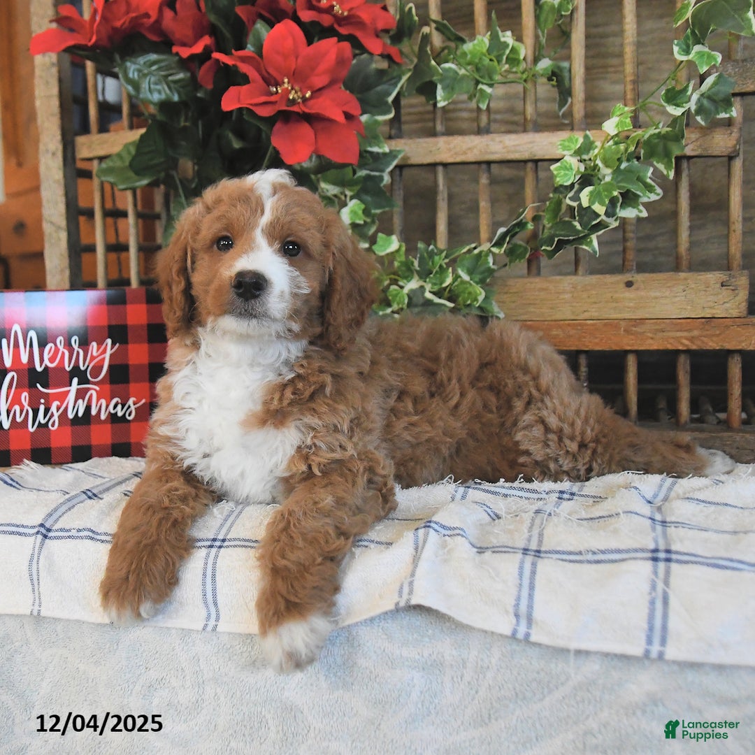 Mini Goldendoodle dogs for sale: Kurt  - Ad 4